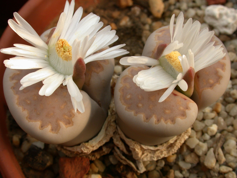 lithops julii c183 02