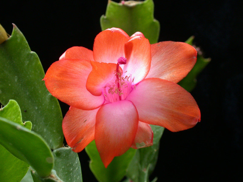 schlumbergera orange devil 06