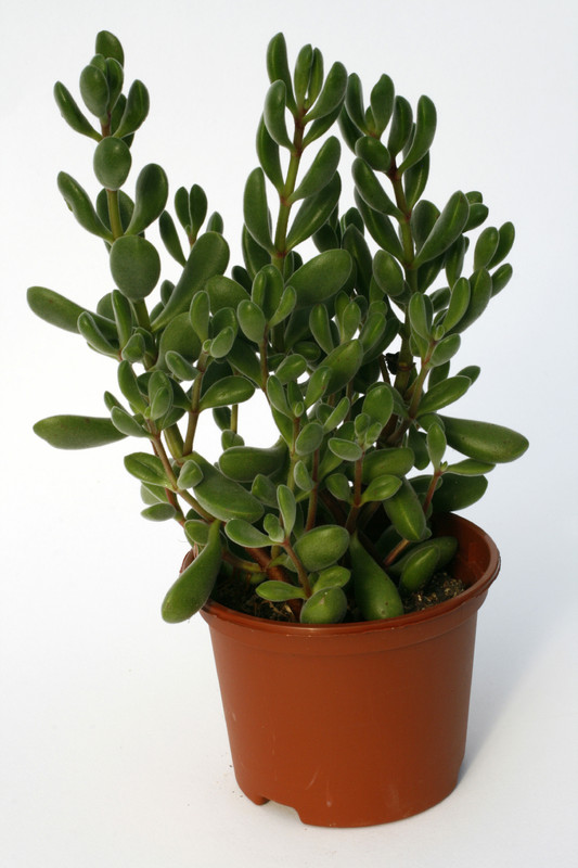 crassula rogersii coffie boontje 7200