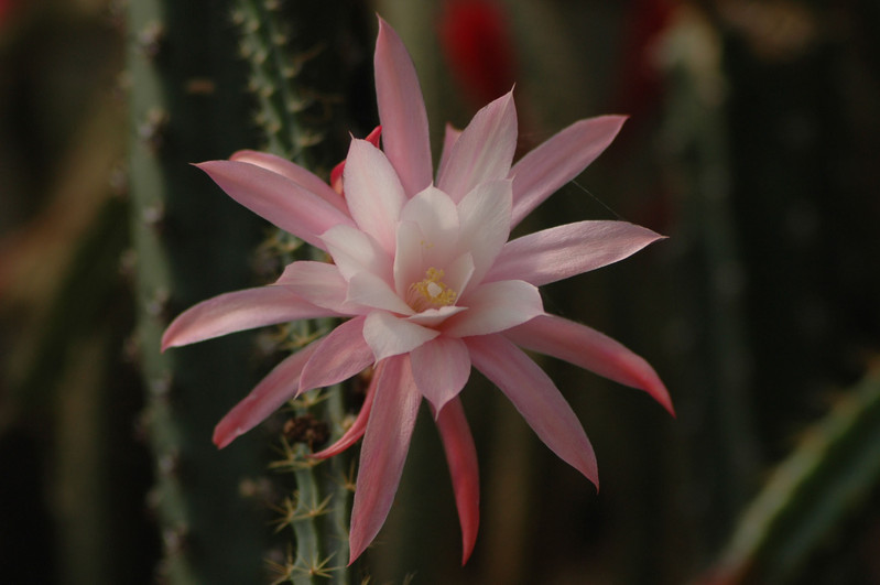 aporocactus nelly paetz 0265