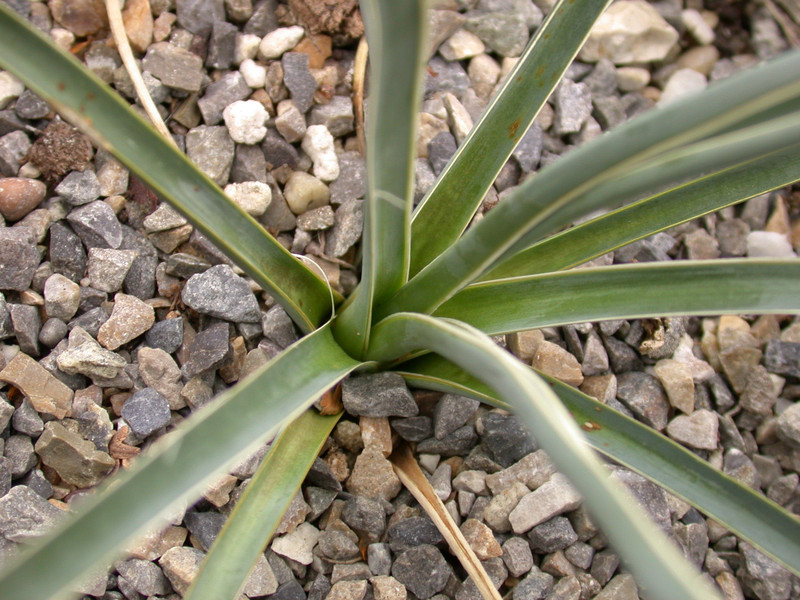 yucca baileyi wyoming 01