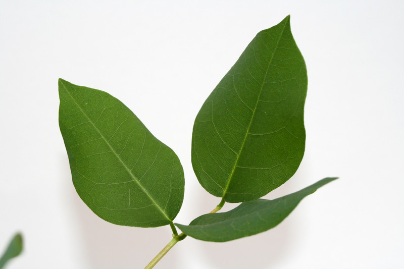 erythrina crista galli 4006