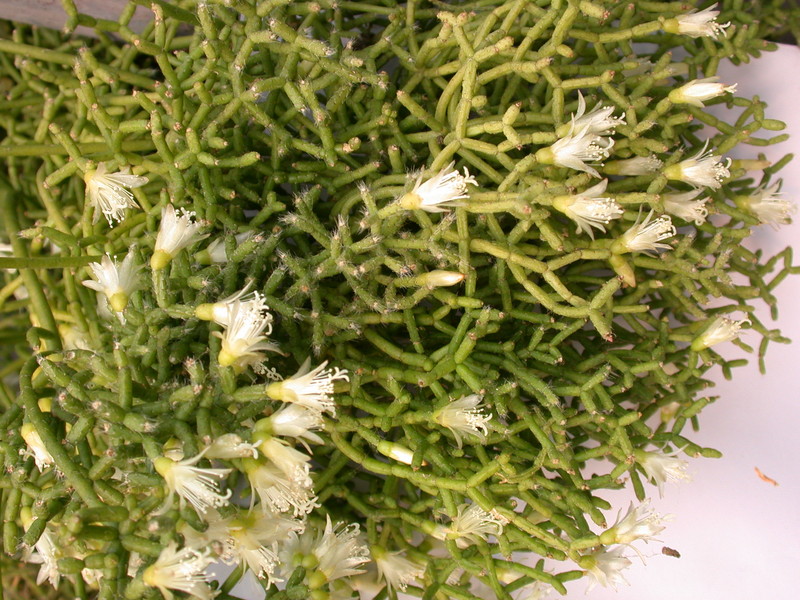 rhipsalis ceruscula 2078