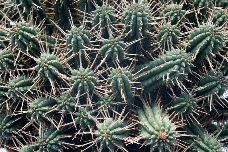 euphorbia submammillaris 7862