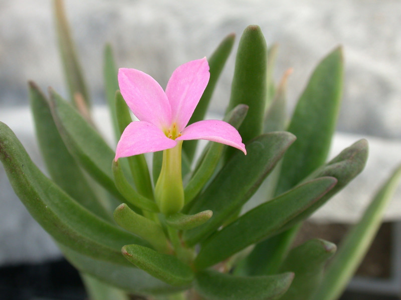 kalanchoe kewensis 06