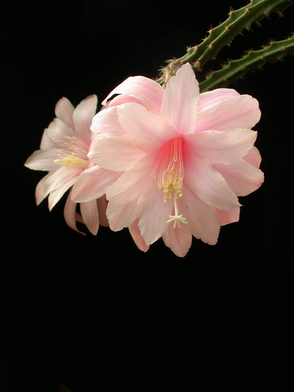 aporocactus moonlight 05