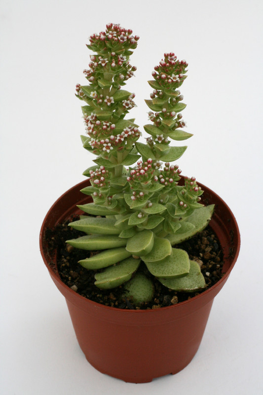 crassula capitella spitzcop 2451