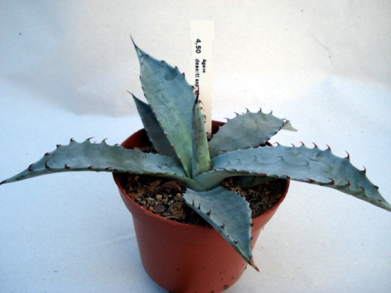 agave desertii simplex 4854