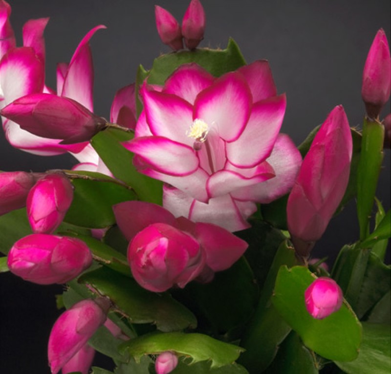 schlumbergera salsa dancer