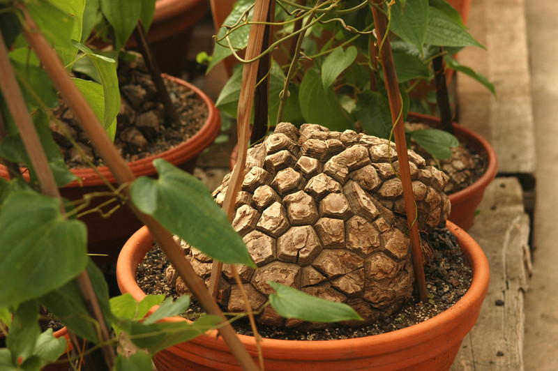 dioscorea elephantipes 8817