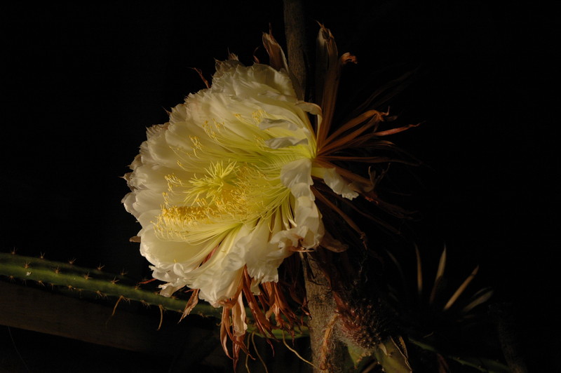 selenicereus grandiflorus koenigin 2006 05 9753