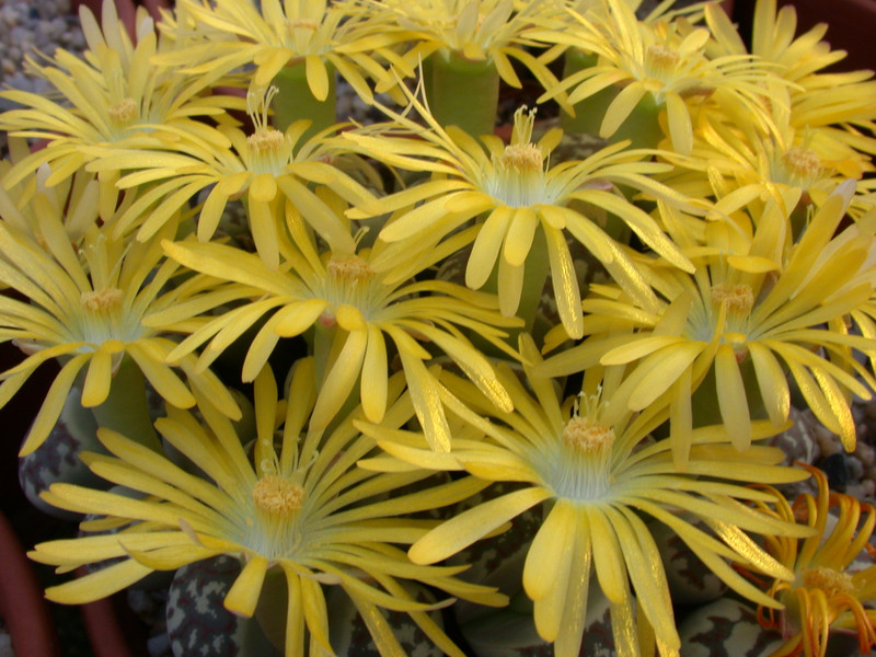 lithops dorotheae 004
