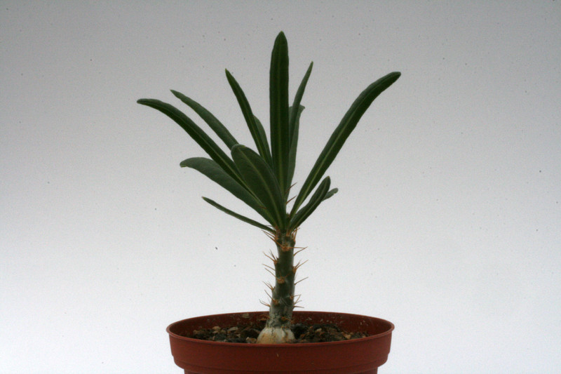 pachypodium qriquense 9352