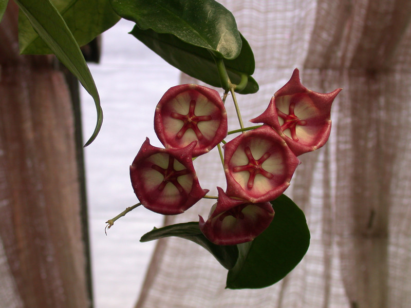 hoya archboldiana 03