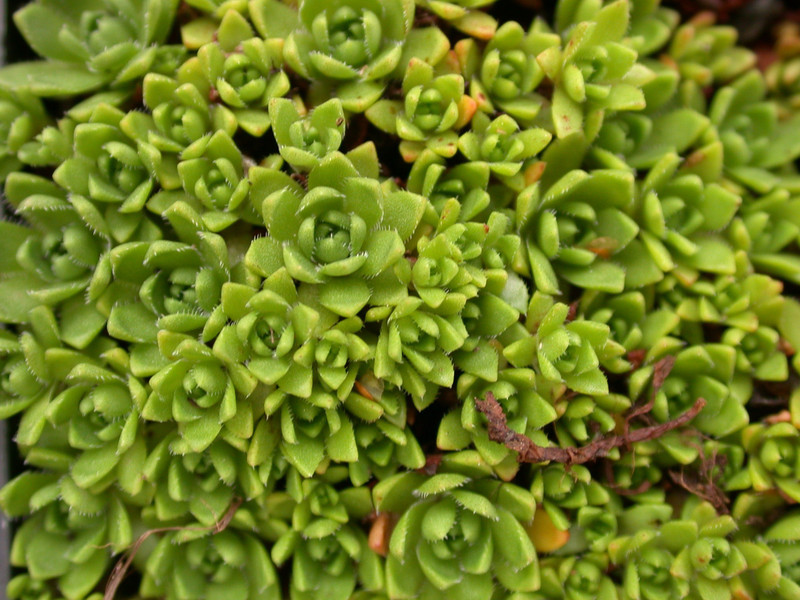 crassula milfordiiae 01