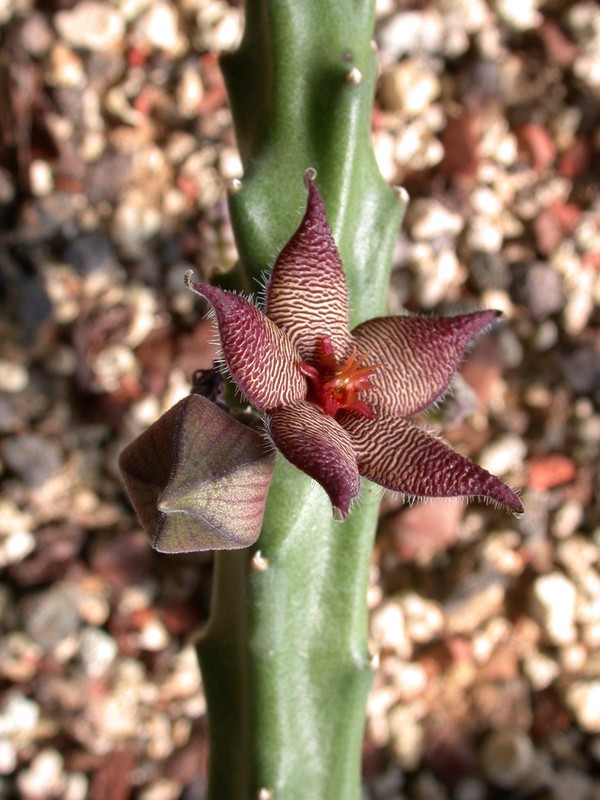 stapelia acuminata 01