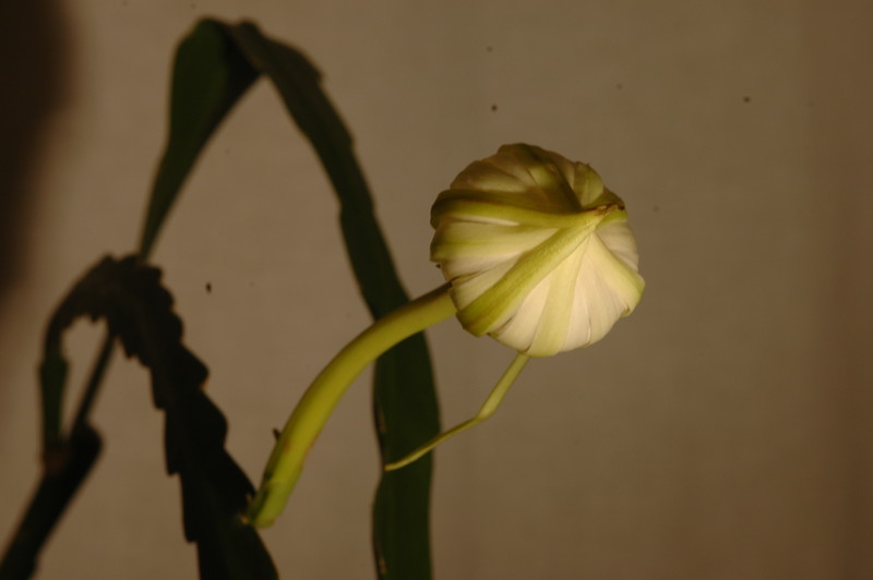 epiphyllum pumilum phasen 2283