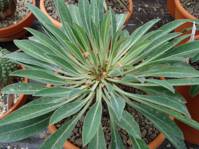 euphorbia bupleurifolia 1117