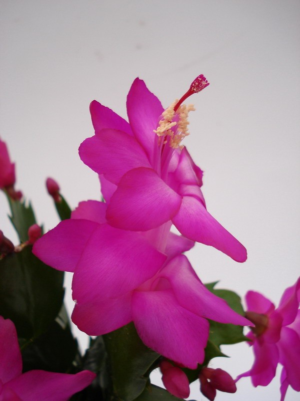 schlumbergera carneval brazil 002