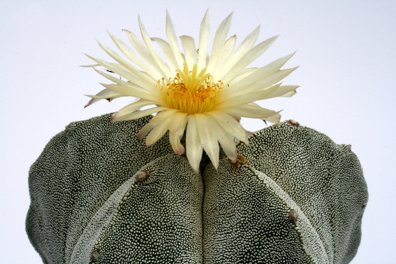 astrophytum cv onzuka 0464