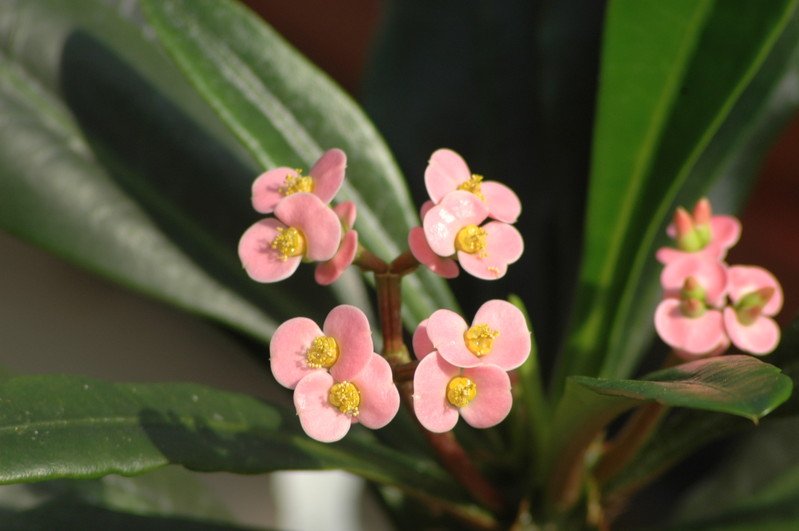 euphorbia lophogona 01