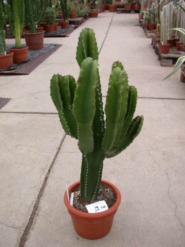 euphorbia ingens 3 70cm 89euro