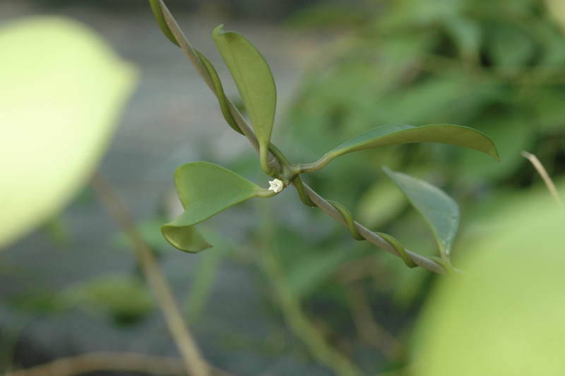 dischidia latifolia 03