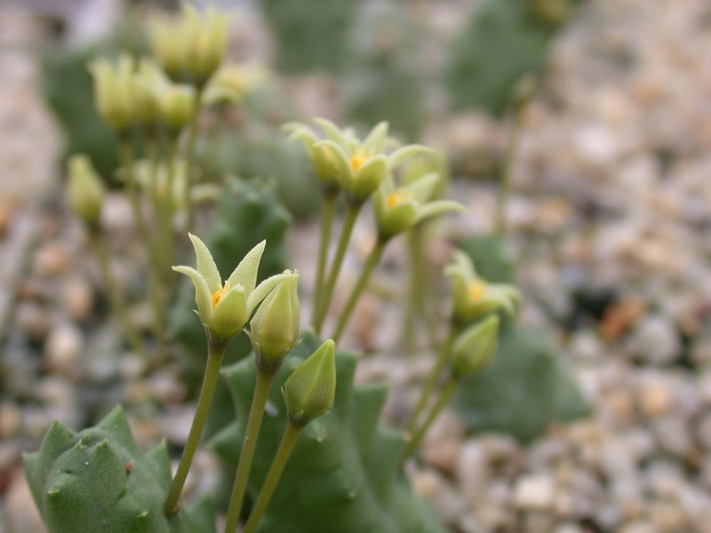 piaranthus parvulus 02