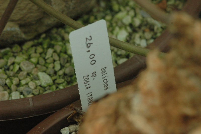 dolichos sp specks20614 07