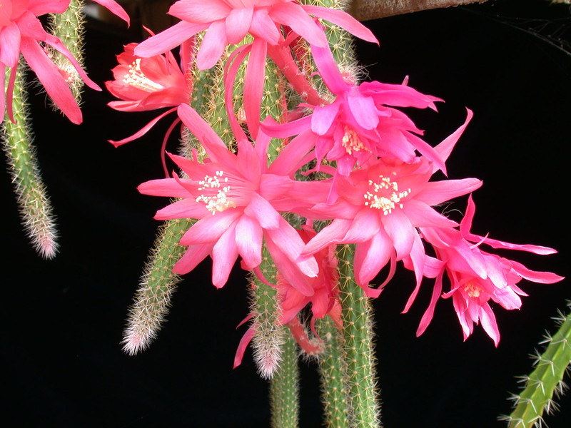 aporocactus heideroeschen 02