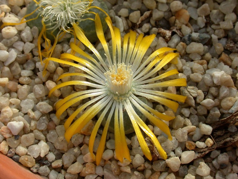 lithops helmuthii3