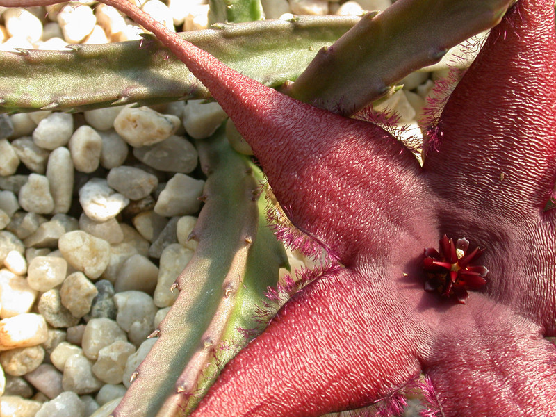 stapelia schinzii pvb5583 1