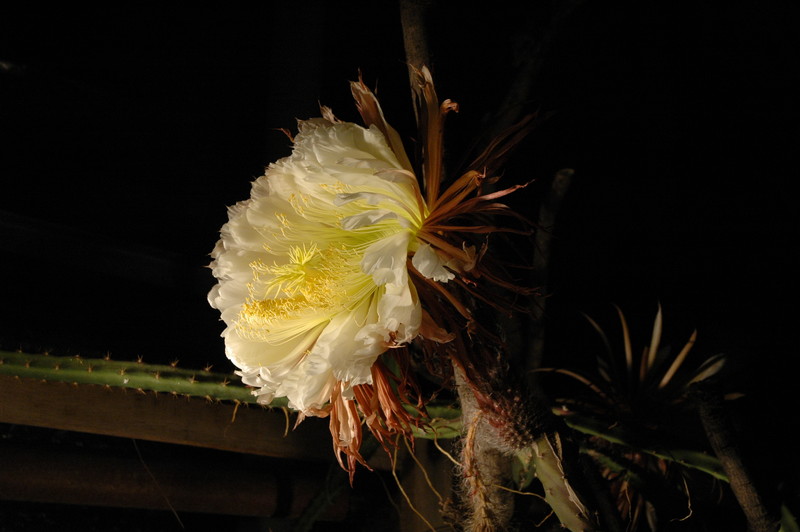 selenicereus grandiflorus koenigin 2006 05 9741