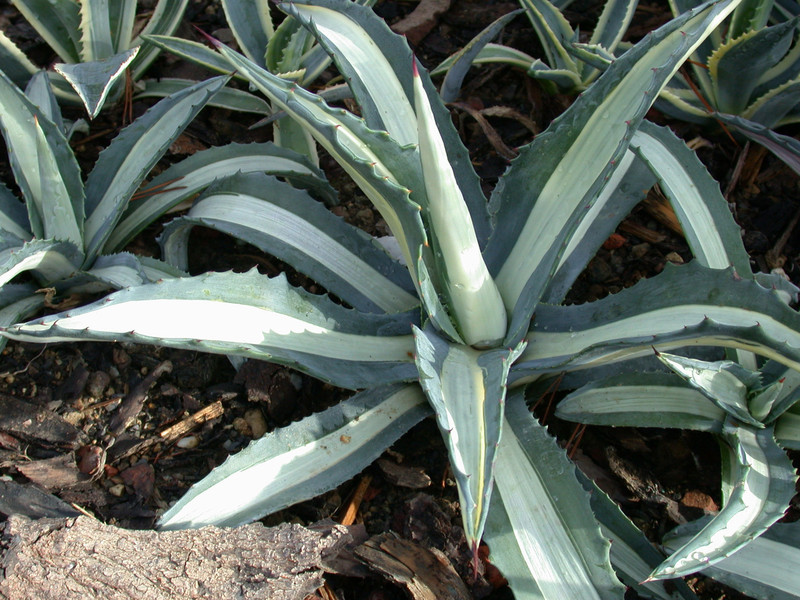 agave americana mediopicta alba 01