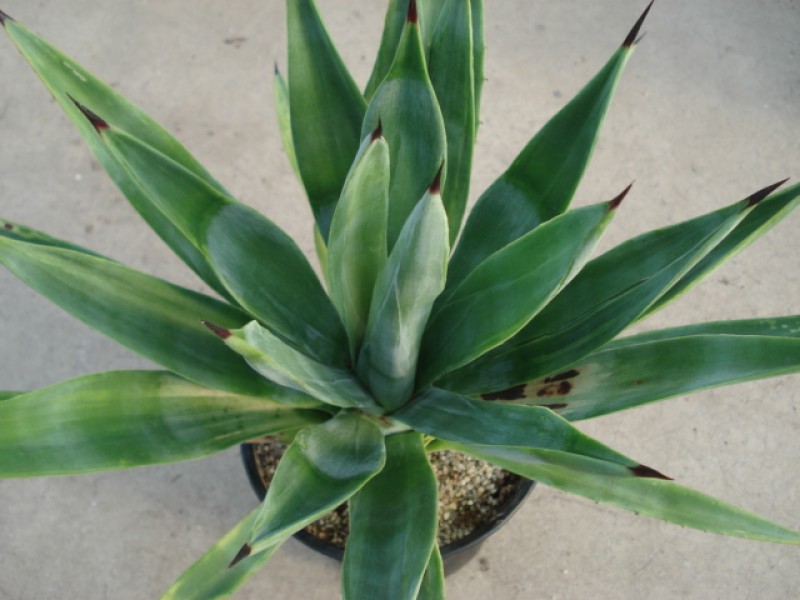 agave sisalana 4887