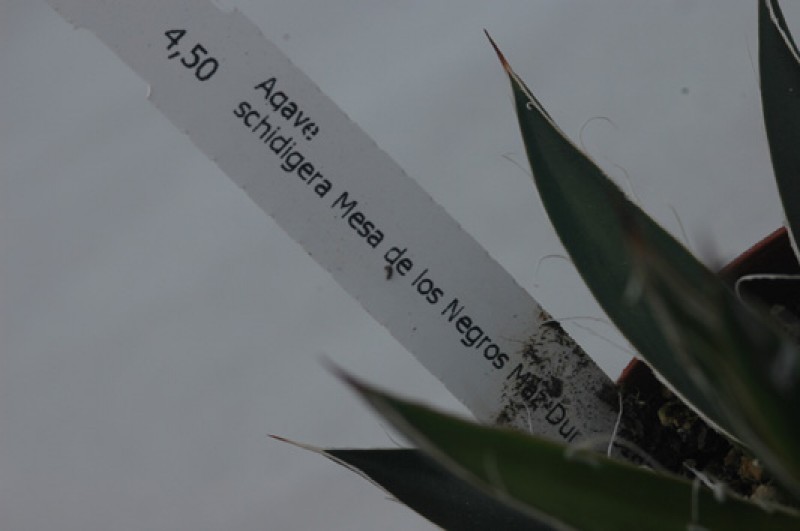 agave schidigera mesa de los negros 06