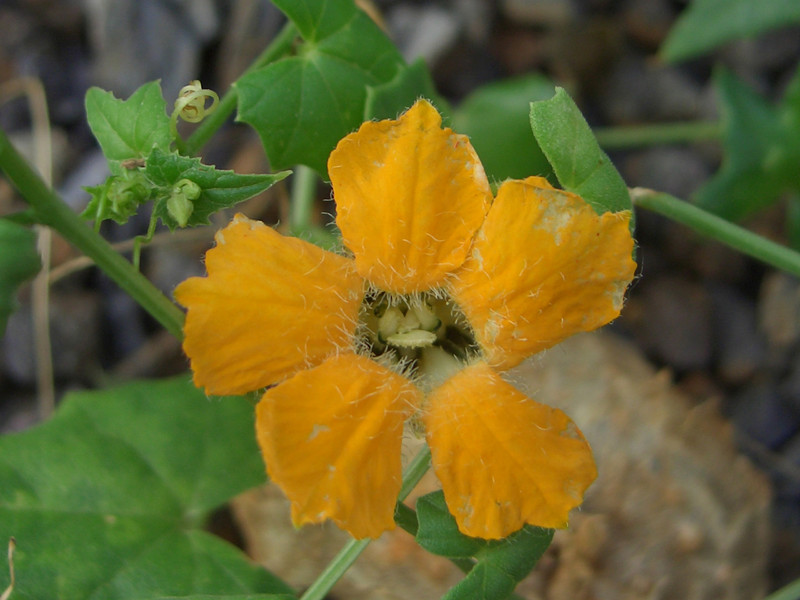 momordica boivinii 1578