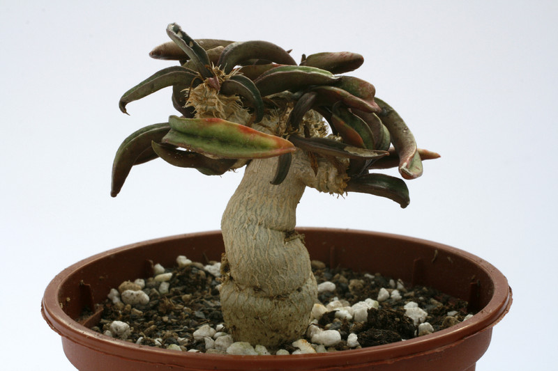 euphorbia francoisii 1507