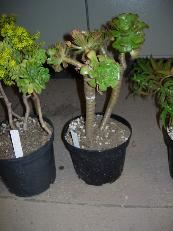 aeonium hilochrysum DSCN5699