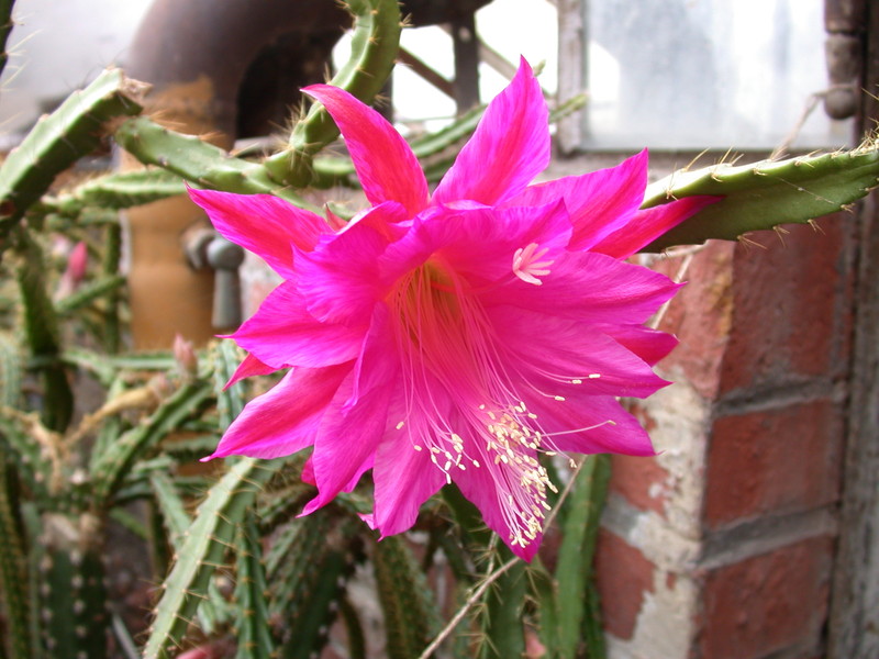 aporocactus fliedery paetz 5274