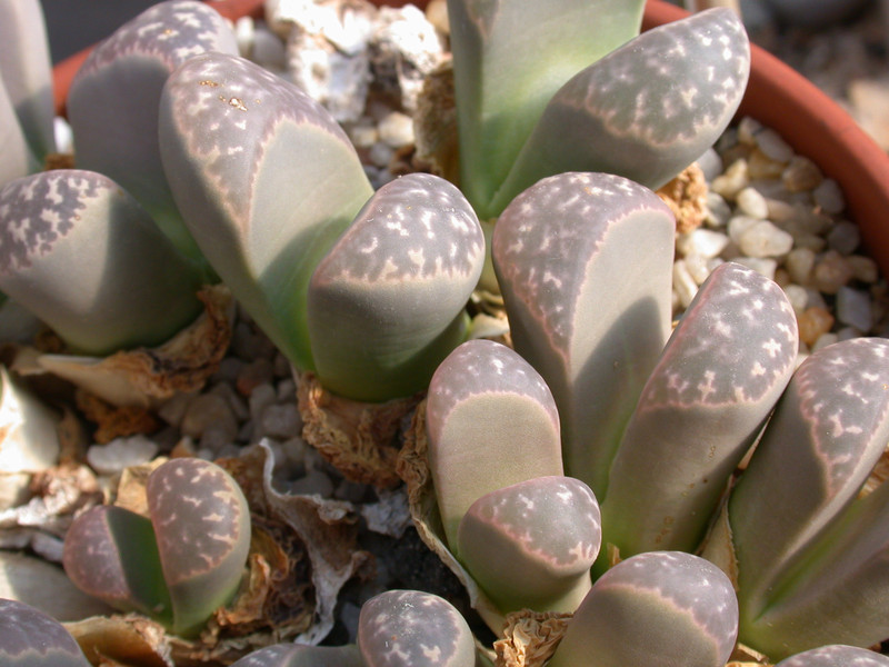 lithops meyeri c272 sb1125 02