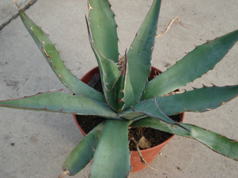 agave avellanidens 4894