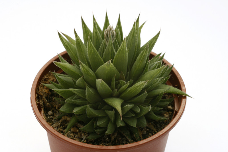 haworthia divergens 1477