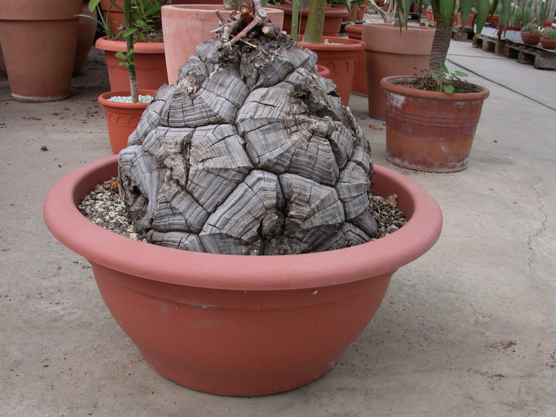 dioscorea elephantipes 5448