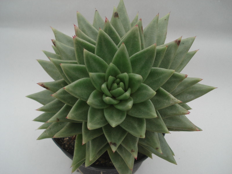 echeveria agavoides 226