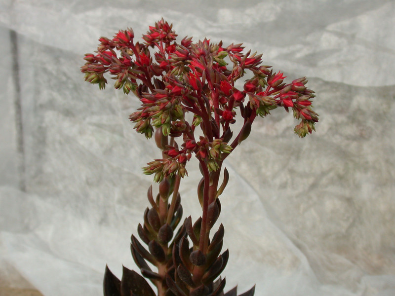 echeveria affinis schwarzer prinz 02
