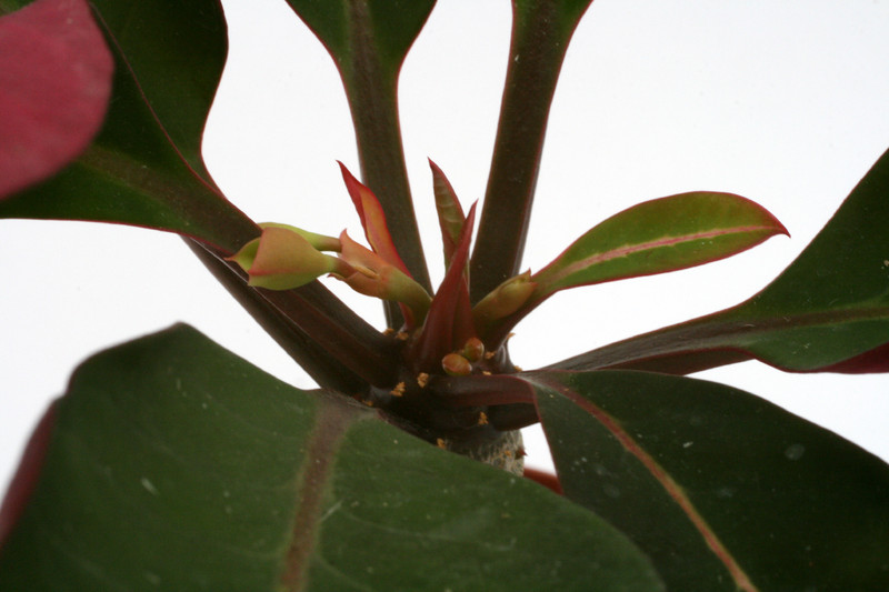 euphorbia millotii 0048