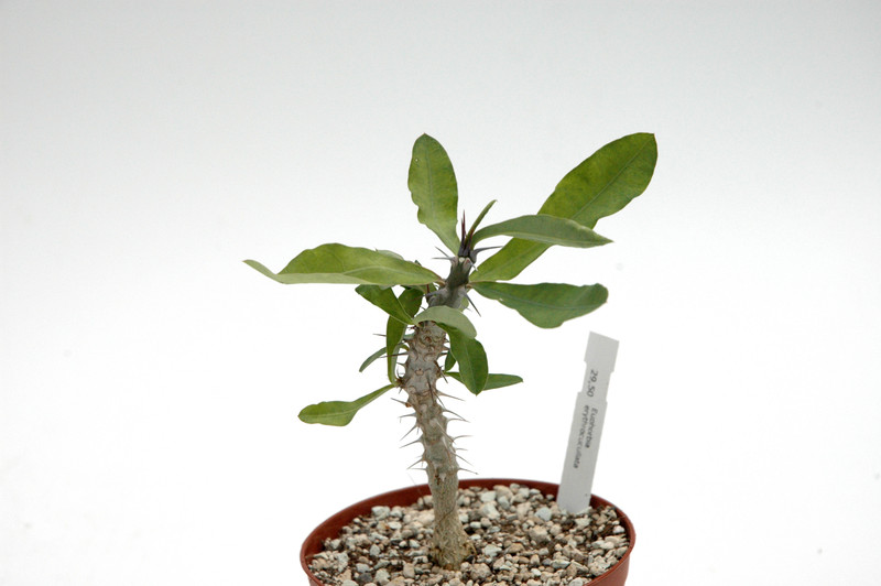 euphorbia erythrocullata 03