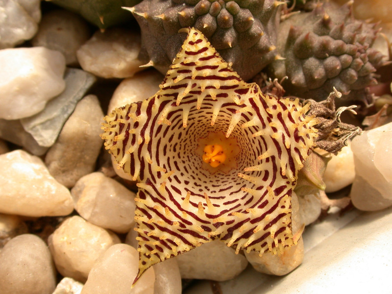 huernia kennedyana 02