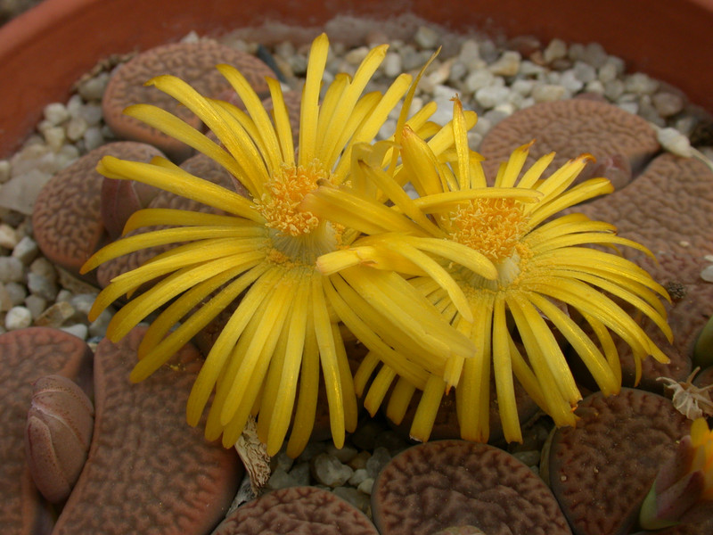 lithops hookeri marginata ceriseform c88 03